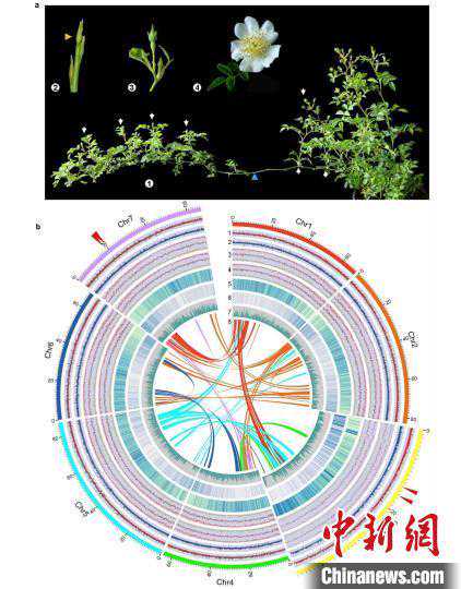 月季为什么带刺?科学家提出“皮刺储水”功能新假说 月季为什么带刺?科学家提出“皮刺储水”功能新假说