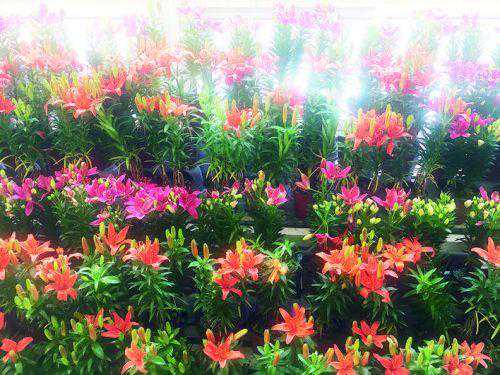 赏花卉绽放 看巨型雪雕 玩冰雪游戏 新春游公园 请收好这份攻略